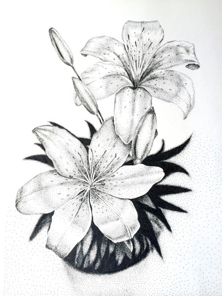 Цветы в графике карандашом