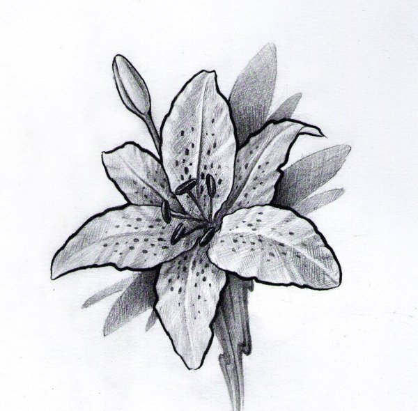 Лилия тату эскиз