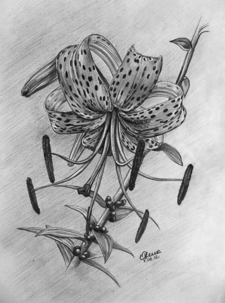 Тигровая Лилия тату Чонгук