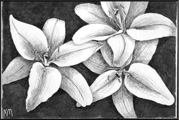 Цветы штриховка карандашом