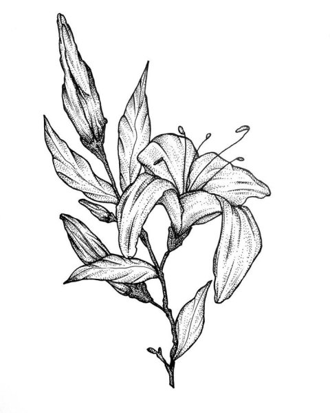 Наброски цветов ручкой