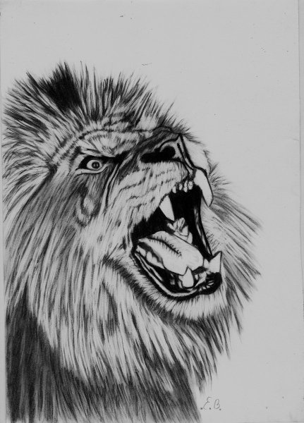 Лев зарисовка ручкой