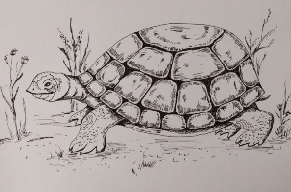 Черепаха гелевой ручкой