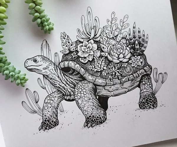 Черепаха эскиз