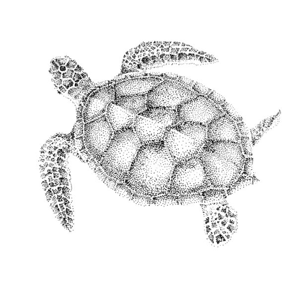 Черепаха Графика