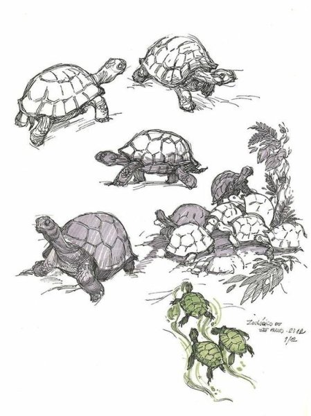 Черепаха зарисовки