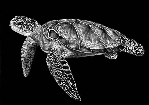 Черепаха Графика
