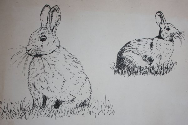 Заяц Графика