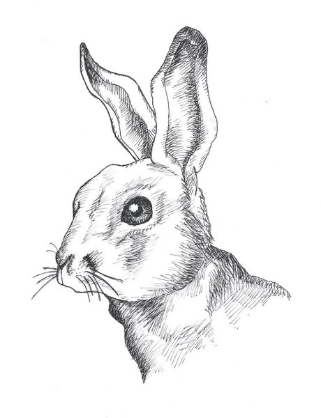 Заяц рисунок