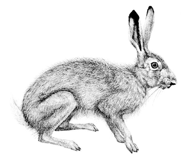 Кролик Наброски круглый