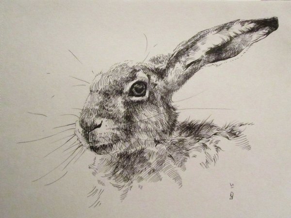 Кролик рисунок карандашом