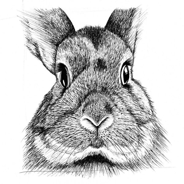 Рисунки для срисовки лёгкие кролик