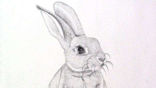 Рисунок кролика для срисовки