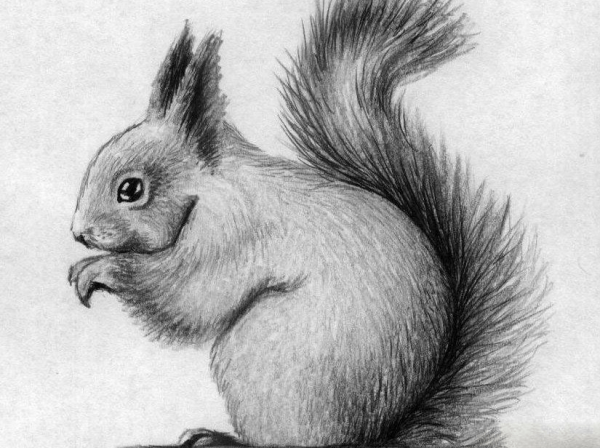 Лесные животные Графика