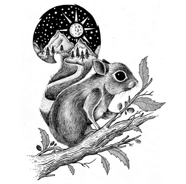 Эскиз белка лёгкий