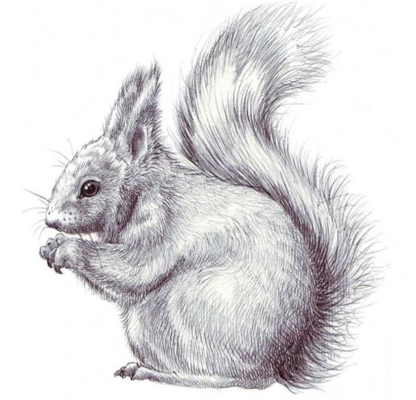 Белка гравюра