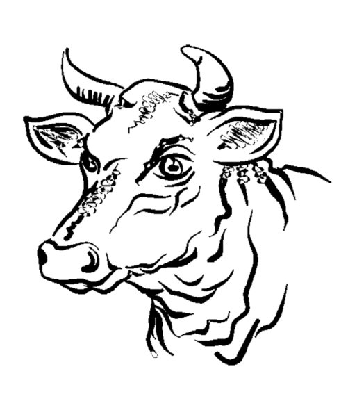 Изображение головы коровы