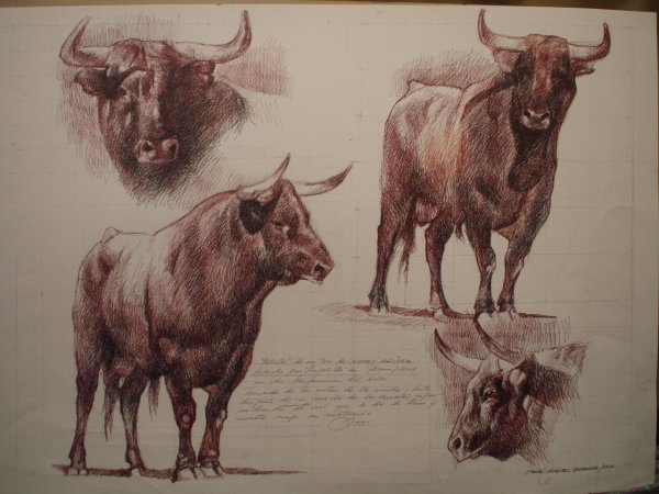 Бык референс анатомия