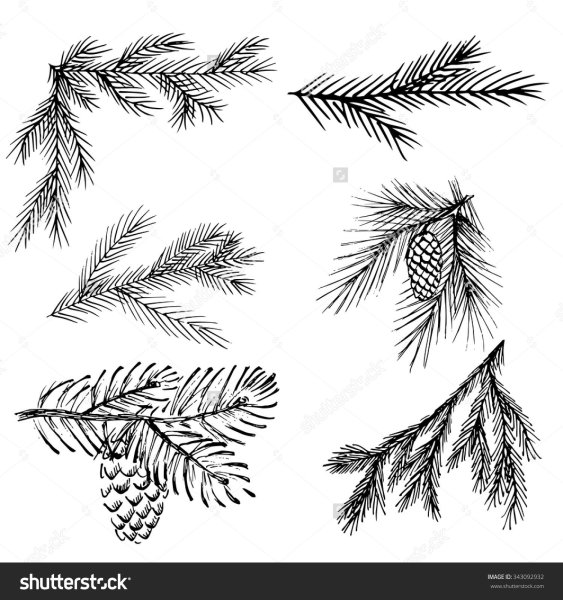 Ветка Еловая