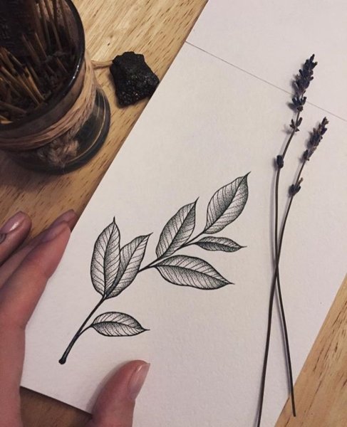 Эскиз ветки с листьями