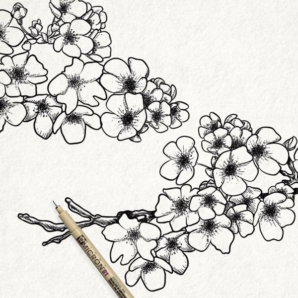 Линер Сакура