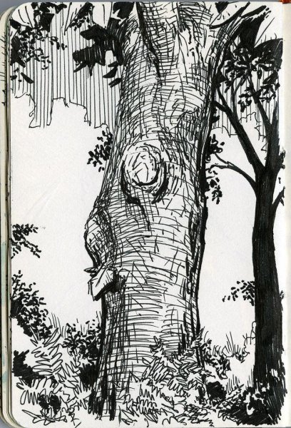 Деревья тушью