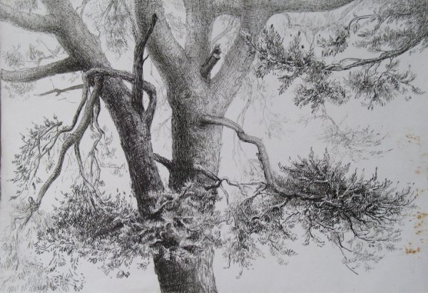 Дерево гелевой ручкой