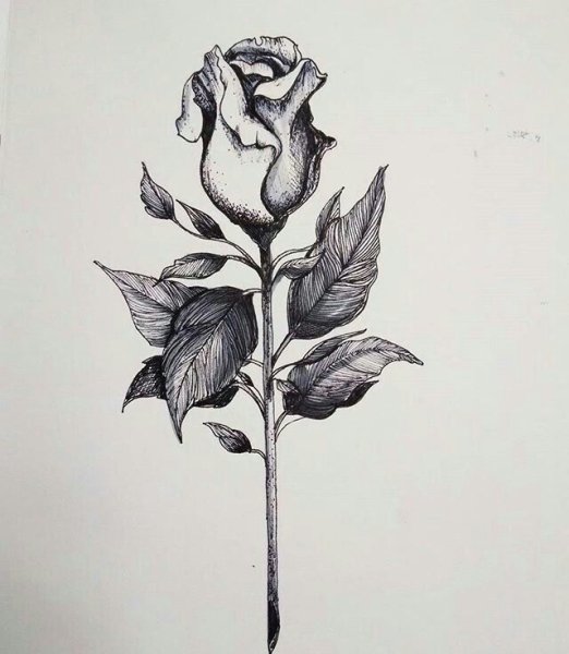 Бутон эскиз