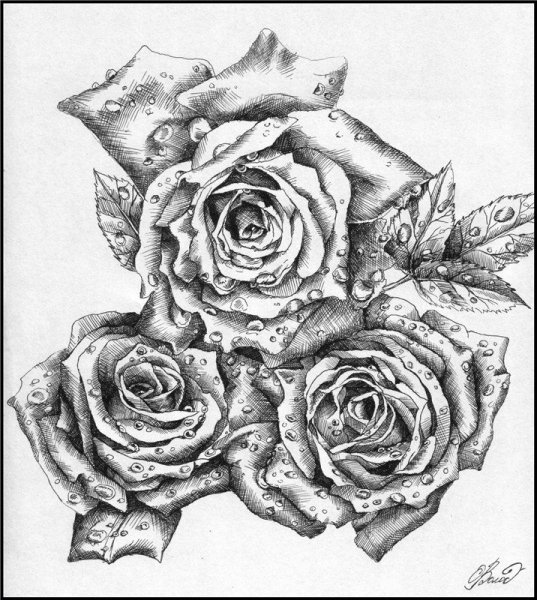 Роза черной ручкой