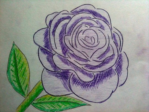 Розочка нарисованная ручкой