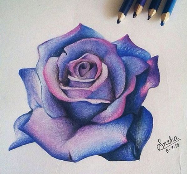 Роза цветными карандашами