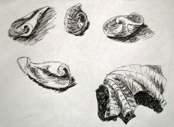 Набросок раковины