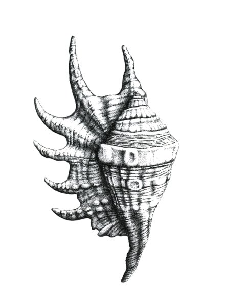 Ручка Ракушка черная