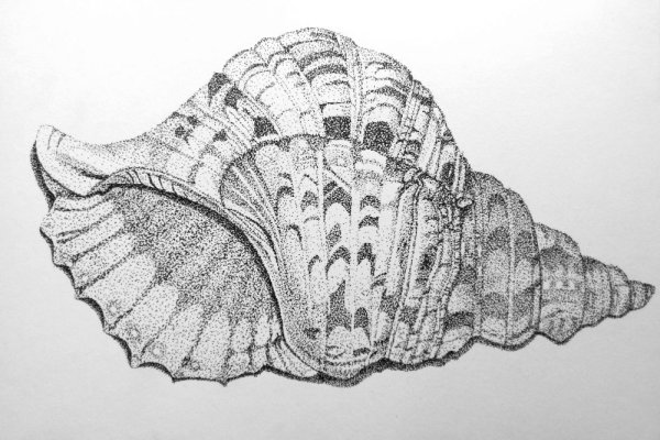 Стилизованная Ракушка