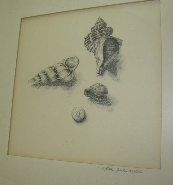 Ракушка рисунок