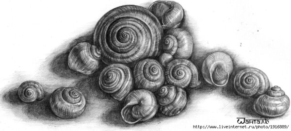 Ракушка гелевой ручкой