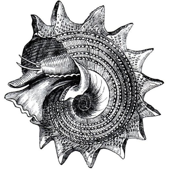 Раковина Графика