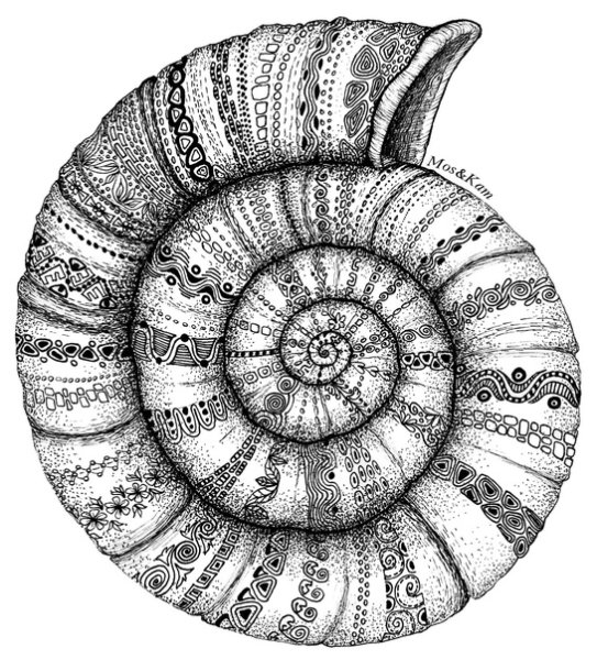 Ракушка Графика