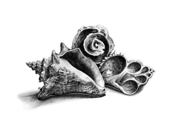 Морская раковина эскиз