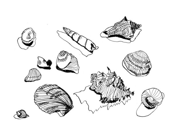 Ракушка эскиз
