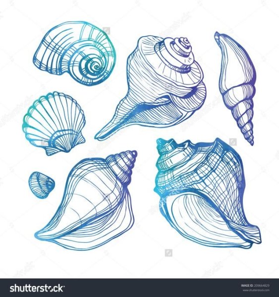 Рисунки ракушки для срисовки