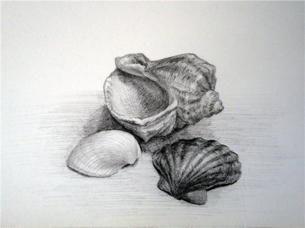 Ракушка набросок