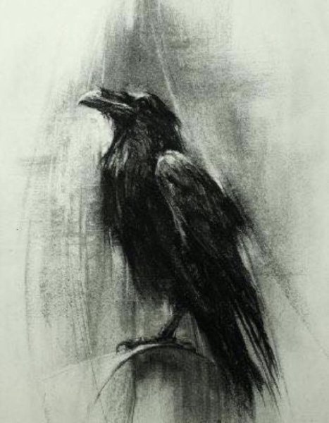 Ворона набросок