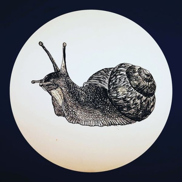 Улитки линером