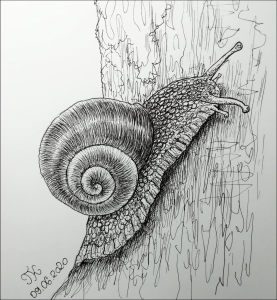 Улитка Графика