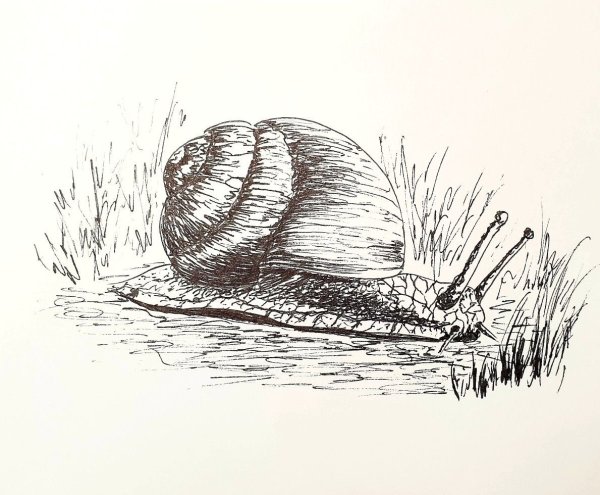 Улитка рисунок Графика