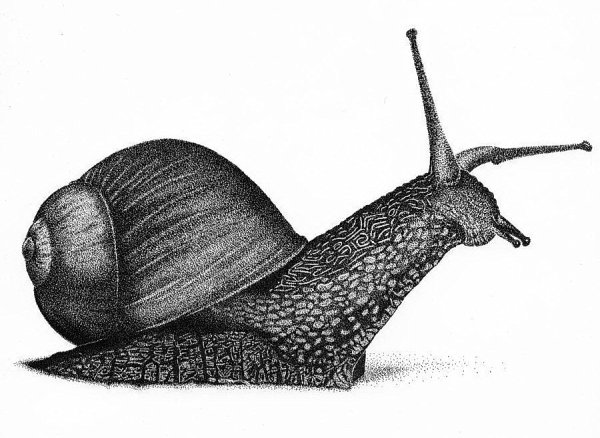 Улитка рисунок