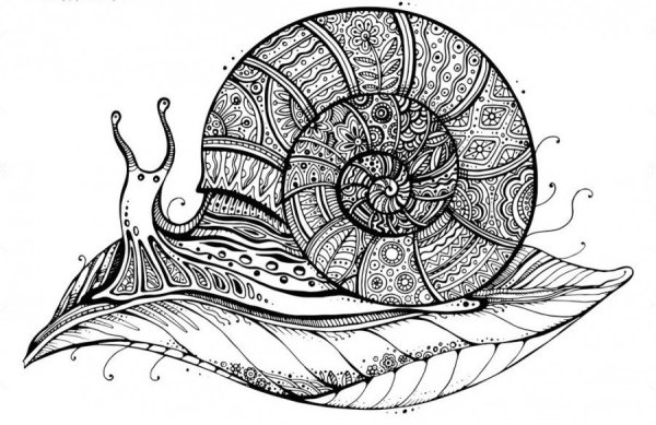 Улитка рисунок
