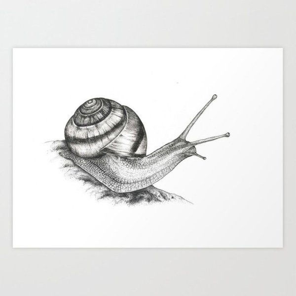 Животные эскиз улитки