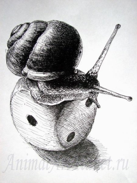 Карандашами - улитка